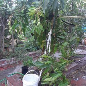 Meet your Posher, Benny